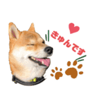 柴犬あんずのスタンプ vol.3（個別スタンプ：1）