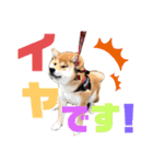 柴犬あんずのスタンプ vol.3（個別スタンプ：2）