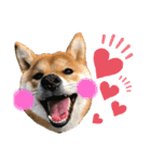 柴犬あんずのスタンプ vol.3（個別スタンプ：3）