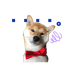 柴犬あんずのスタンプ vol.3（個別スタンプ：4）