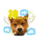 柴犬あんずのスタンプ vol.3（個別スタンプ：5）