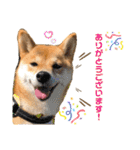 柴犬あんずのスタンプ vol.3（個別スタンプ：7）