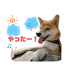 柴犬あんずのスタンプ vol.3（個別スタンプ：8）