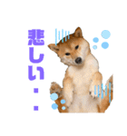 柴犬あんずのスタンプ vol.3（個別スタンプ：9）