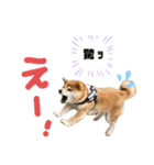 柴犬あんずのスタンプ vol.3（個別スタンプ：10）