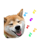 柴犬あんずのスタンプ vol.3（個別スタンプ：11）
