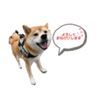 柴犬あんずのスタンプ vol.3（個別スタンプ：12）