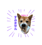 柴犬あんずのスタンプ vol.3（個別スタンプ：13）