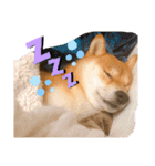 柴犬あんずのスタンプ vol.3（個別スタンプ：14）