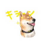 柴犬あんずのスタンプ vol.3（個別スタンプ：15）