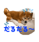 柴犬あんずのスタンプ vol.3（個別スタンプ：16）