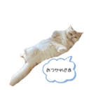 ましゅとちょこ 2（個別スタンプ：7）