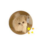 ましゅとちょこ 2（個別スタンプ：12）