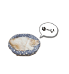 ましゅとちょこ 2（個別スタンプ：13）