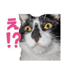 ハチワレ猫のシャワーちゃん（個別スタンプ：1）