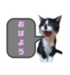 ハチワレ猫のシャワーちゃん（個別スタンプ：4）