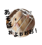 ゆかいなハムスターライフ（個別スタンプ：6）