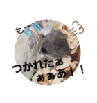 ゆかいなハムスターライフ（個別スタンプ：16）