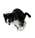 ハチワレホクロ猫のレトくん（個別スタンプ：1）