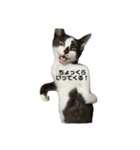 ハチワレホクロ猫のレトくん（個別スタンプ：2）