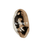 ハチワレホクロ猫のレトくん（個別スタンプ：3）