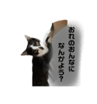 ハチワレホクロ猫のレトくん（個別スタンプ：12）