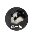 ハチワレホクロ猫のレトくん（個別スタンプ：13）