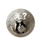ハチワレホクロ猫のレトくん（個別スタンプ：15）
