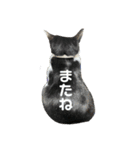 ハチワレホクロ猫のレトくん（個別スタンプ：16）
