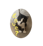 ハチワレホクロ猫のレトくん（個別スタンプ：18）