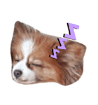 愛犬ミルクちゃんのスタンプ（個別スタンプ：2）