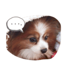 愛犬ミルクちゃんのスタンプ（個別スタンプ：4）