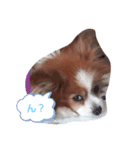 愛犬ミルクちゃんのスタンプ（個別スタンプ：6）