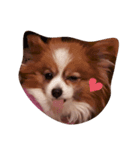 愛犬ミルクちゃんのスタンプ（個別スタンプ：7）