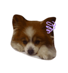 愛犬ミルクちゃんのスタンプ（個別スタンプ：8）