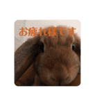ぺろちゃんのおうち（個別スタンプ：6）