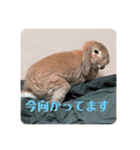 ぺろちゃんのおうち（個別スタンプ：7）