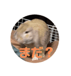 ぺろちゃんのおうち（個別スタンプ：8）
