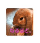 ぺろちゃんのおうち（個別スタンプ：9）