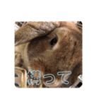 ぺろちゃんのおうち（個別スタンプ：12）