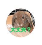 ぺろちゃんのおうち（個別スタンプ：13）
