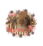 ぺろちゃんのおうち（個別スタンプ：16）