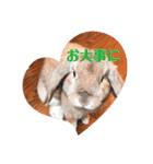 ぺろちゃんのおうち（個別スタンプ：19）