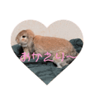 ぺろちゃんのおうち（個別スタンプ：24）