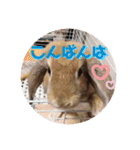 ぺろちゃんのおうち（個別スタンプ：27）