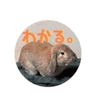 ぺろちゃんのおうち（個別スタンプ：30）