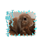 ぺろちゃんのおうち（個別スタンプ：31）
