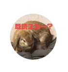 ぺろちゃんのおうち（個別スタンプ：33）