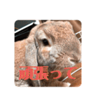 ぺろちゃんのおうち（個別スタンプ：35）