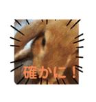 ぺろちゃんのおうち（個別スタンプ：38）